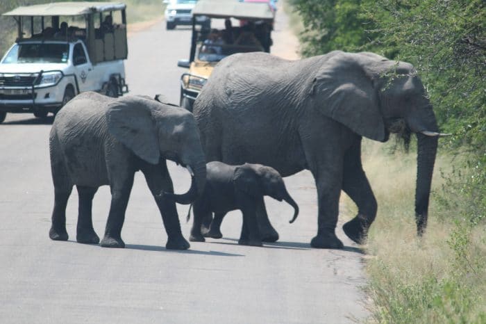 Kruger National Park Safaris