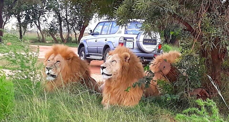 The Magic of the Lion Park Safari in Johannesburg