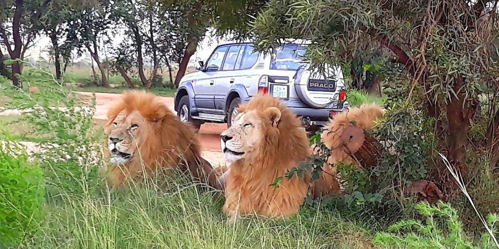 lion and safari park self drive