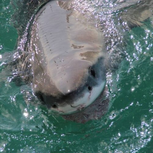Cage diving with great white sharks, Gansbaai, South Africa