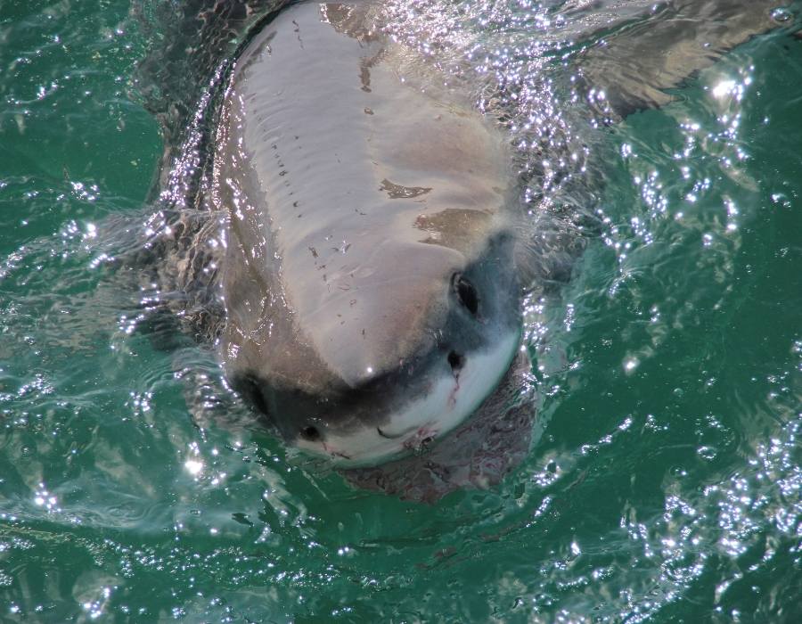 Cage diving with great white sharks, Gansbaai, South Africa