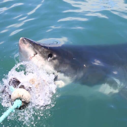 Great White Shark Biting Lure - Gansbaai South Africa