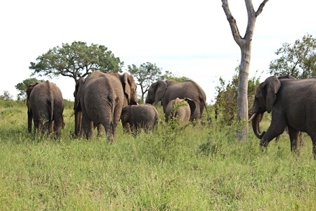 Kruger National Park 2 Days Safari