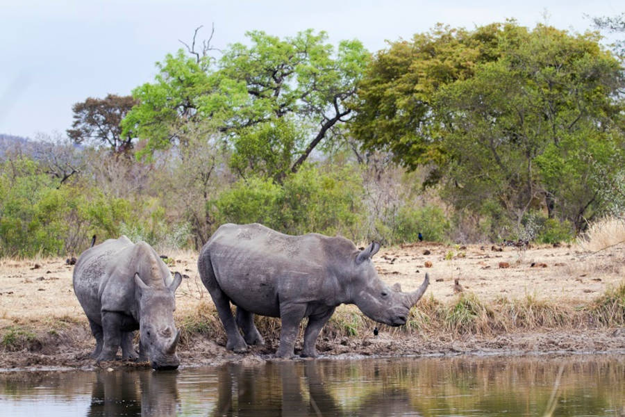 Kruger National Park Safaris from Cape Town