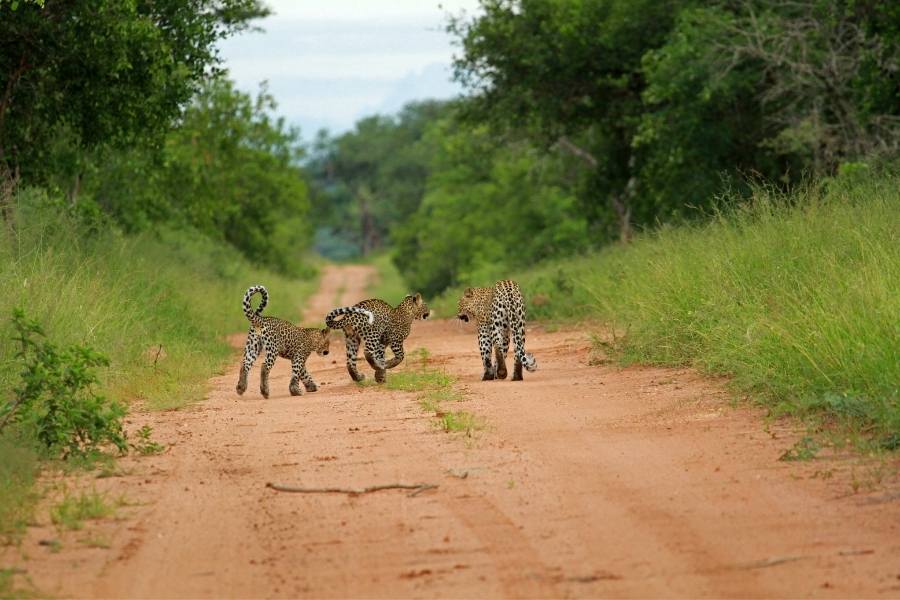 Leopards, Kruger National Park