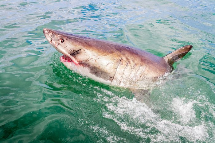 Shark Cage Diving and Viewing Full Day Tour from Cape Town