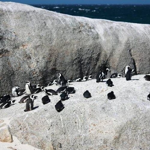 African penguins, Simon’sTown shore, South Africa Capetown