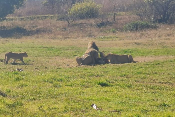 Lion and Rhino Safari with Wonder Cave Day Tour
