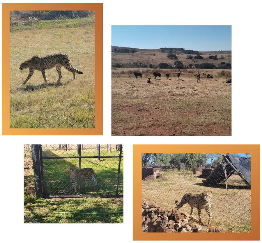 Rhino and Lion Nature Reserve Safari