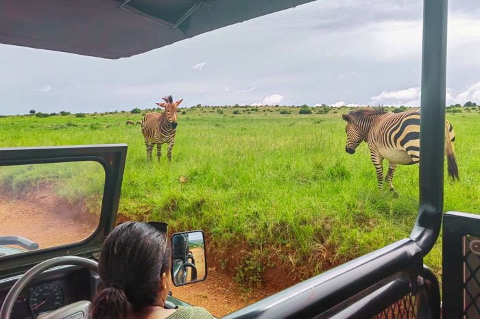 Johannesburg Safari – Rhino and Lion Tour