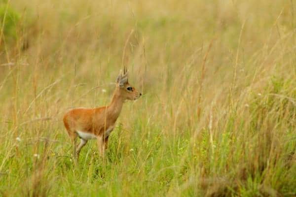 A little duiker (small antelope) at Pilanesberg National Park, South Africa