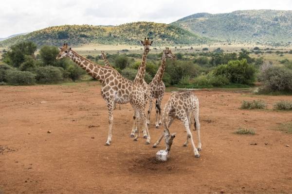 Herd of giraffe in open area by salt lick, Pilanesberg National Park, South Africa