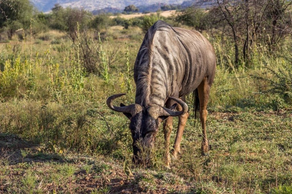 Blue wildebeest, Pilanesberg National Park