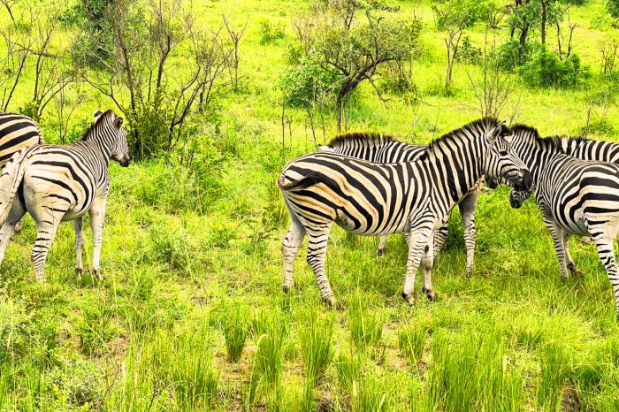 3 Day Kruger National Park Safari from Cape Town
