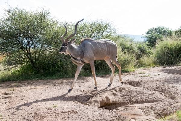 Kudu bull walking across sand mound, Pilanesberg National Park, South Africa