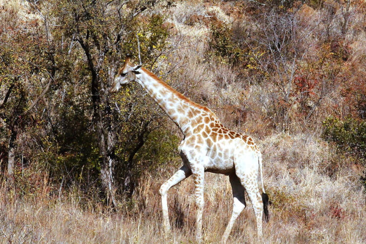 Pilanesberg National Park - Giraffe