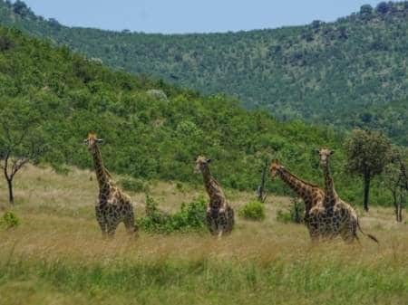 Wild Giraffe in Pilanesberg National Park South Africa