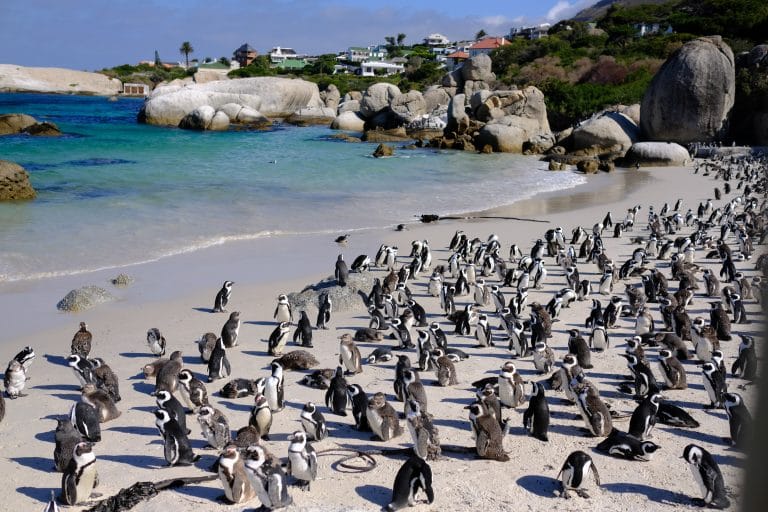 penguin colony