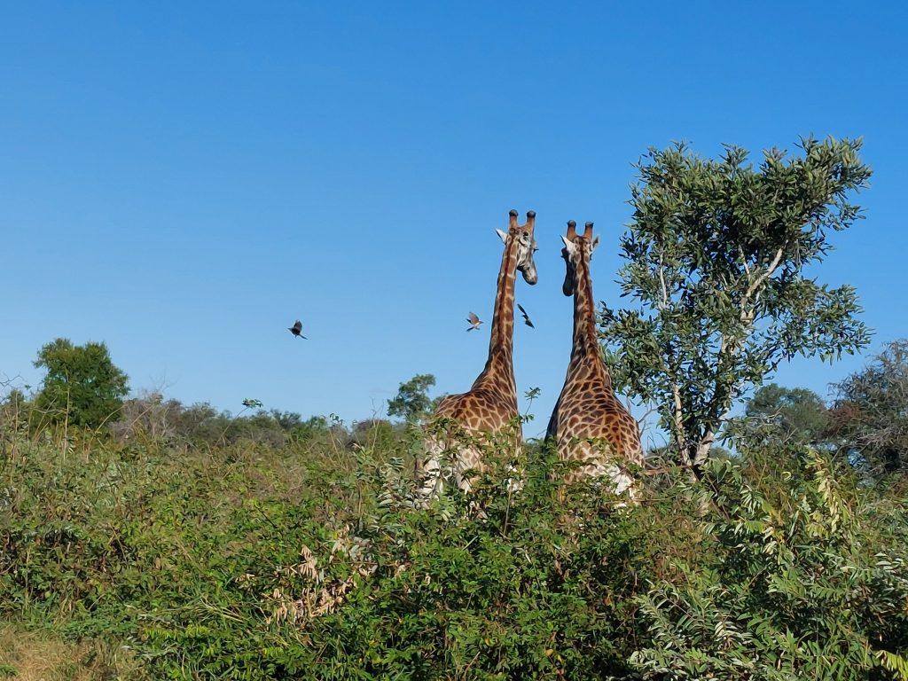 Kruger Giraffe