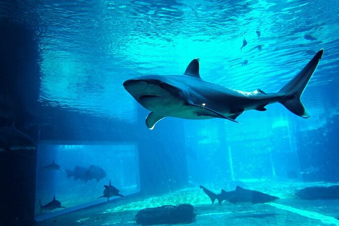 Shark Diving, South African Tours