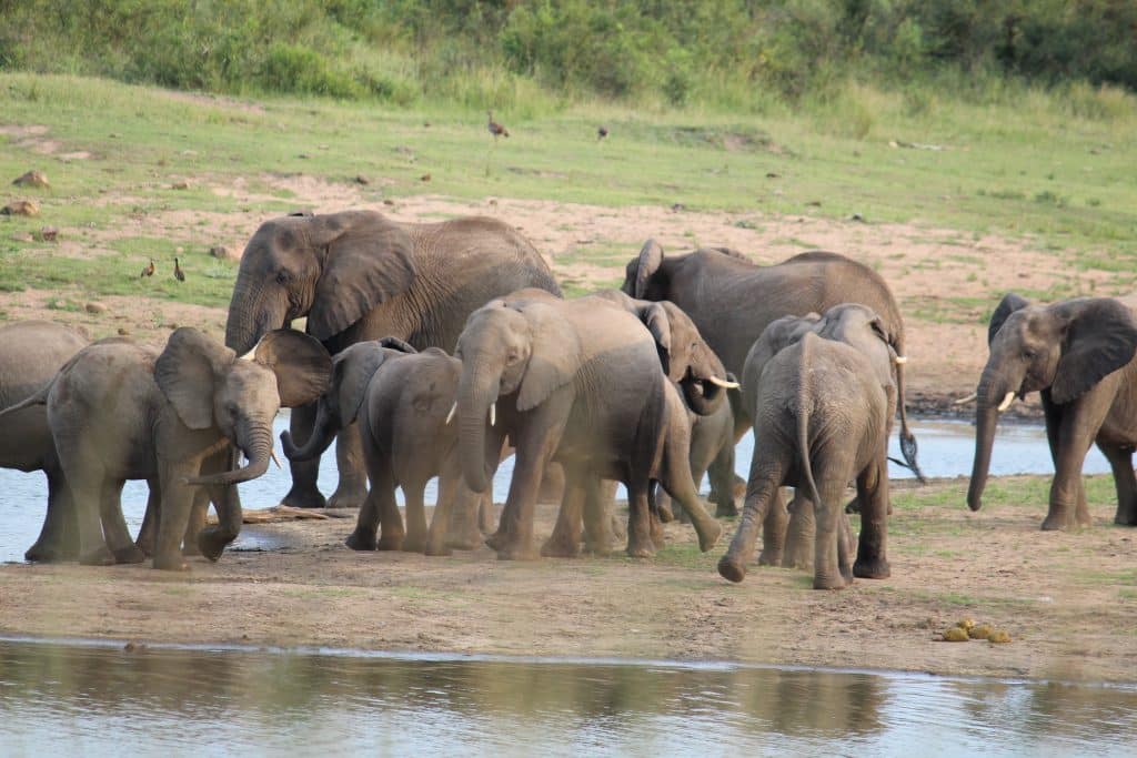 Kruger Safari, Elephants