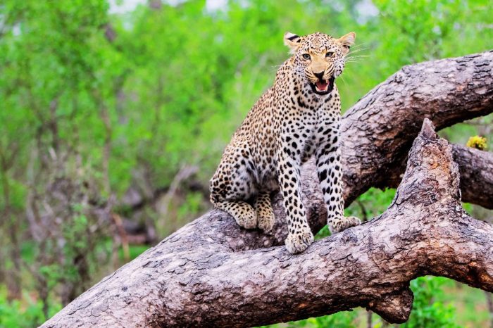 2 Day 1 Night Kruger National Park Safari From Cape Town