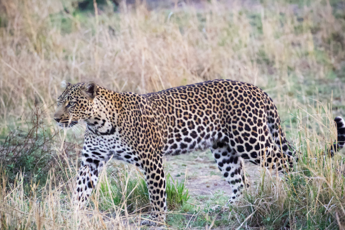 4 day Kruger National Park Safaris from Cape Town