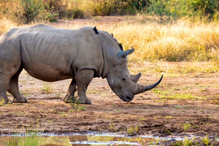 Kruger National Park Safaris