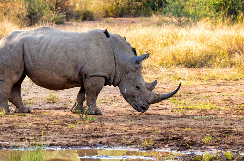 Protecting Kruger's Legacy: Conservation Efforts