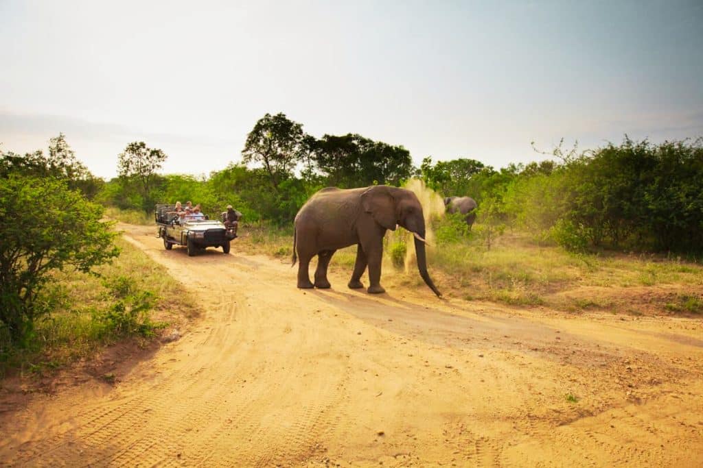 An elephant crosses a dirt road in a safari park, with a group of people observing from an open-top vehicle in the background. The surrounding landscape is lush with trees and bushes under a clear sky.