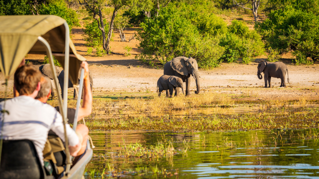 A person observes a group of elephants near a river while on a safari. The elephants are walking on grassy terrain with lush trees in the background, under a clear blue sky.