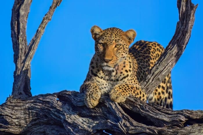 Kruger National Park Safaris