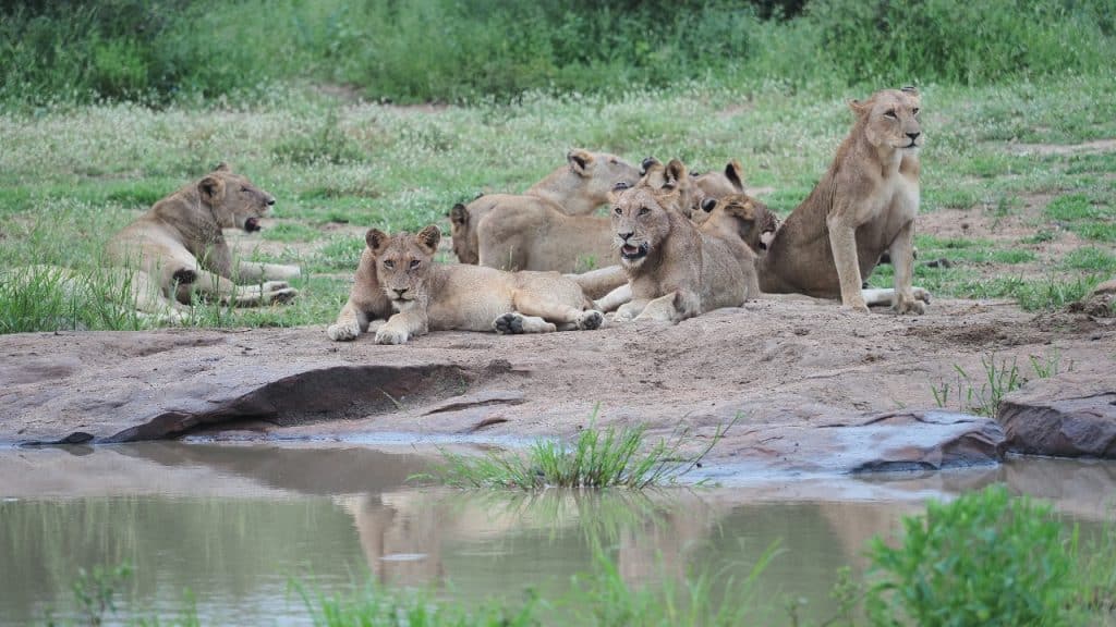 A group of lions, including three resting on rocks and others lounging nearby, are gathered near a reflective body of water, surrounded by green grass and vegetation.