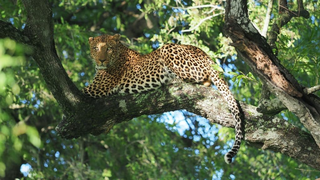 A leopard with a spotted coat lounges on a tree branch, surrounded by lush green leaves in a forest setting. Sunlight filters through the canopy, highlighting the animals sleek body and intense gaze.