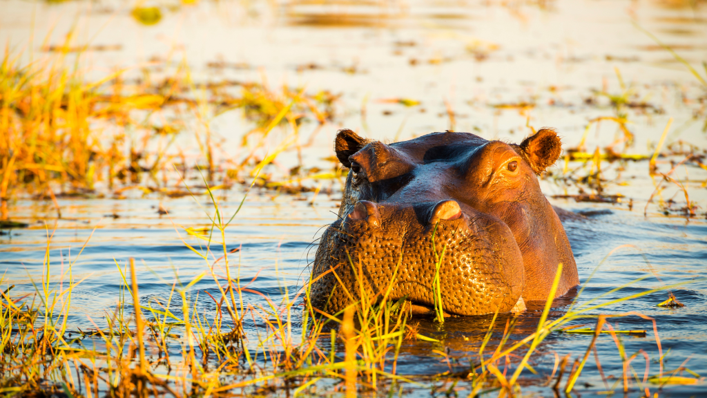 Hippo in water