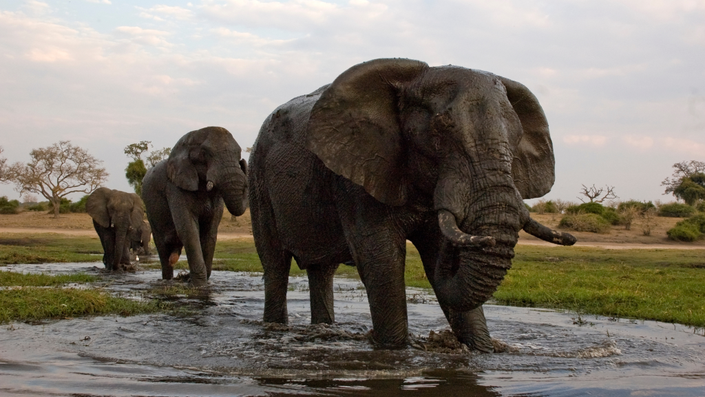 Elephant chobe