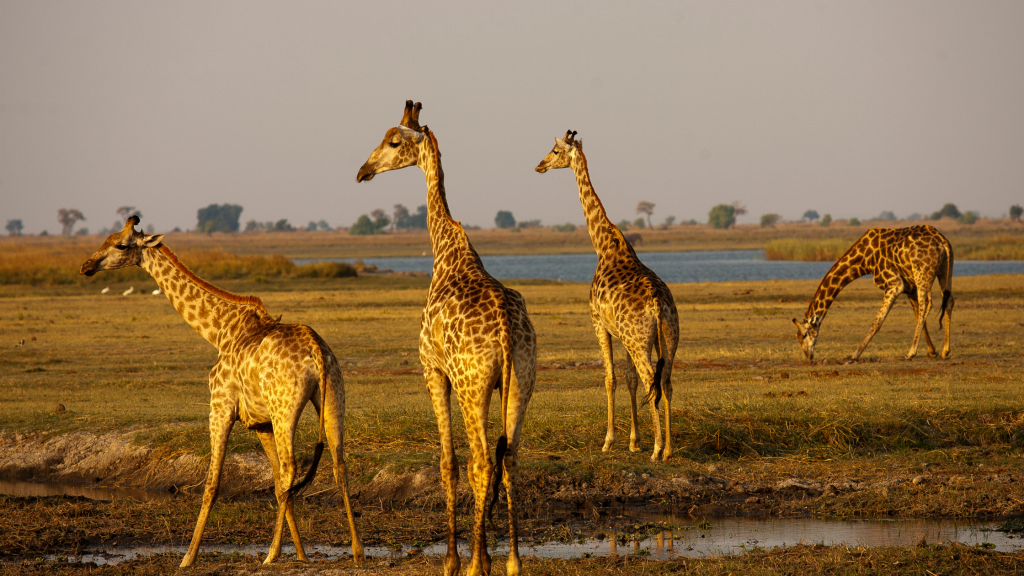 A group of giraffes