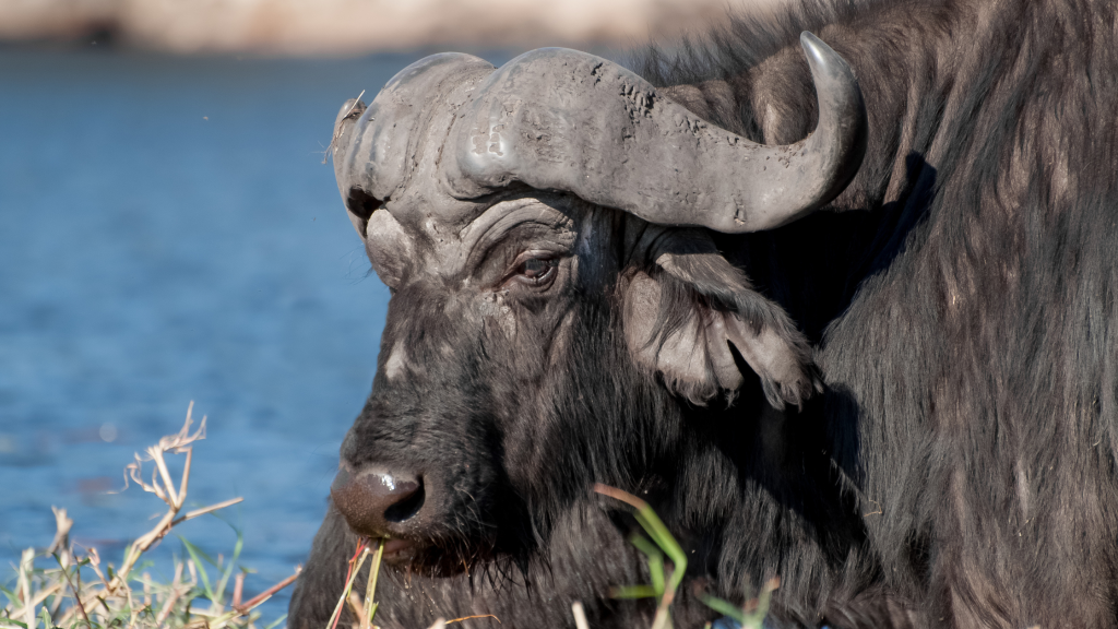 Water buffalo