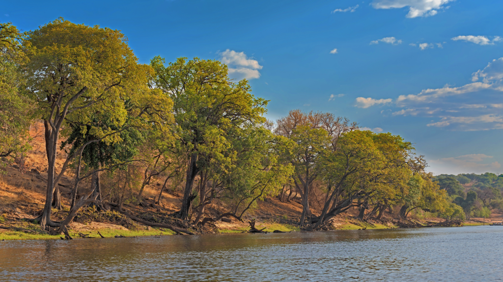 Trees string alongside Zambezi River