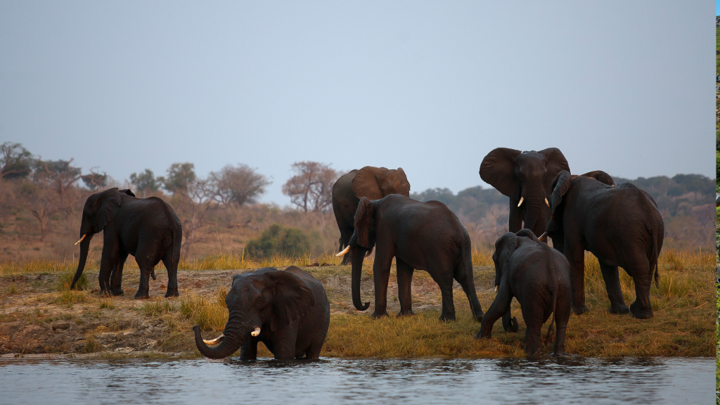 Herd of elephants in water at Chobe National Park