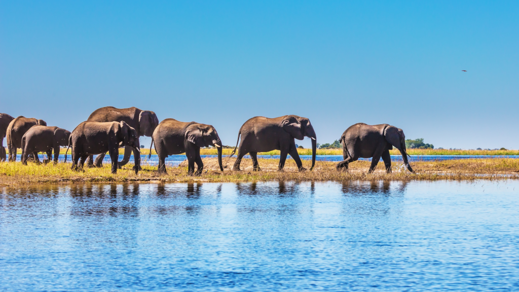 Elephants walking to water