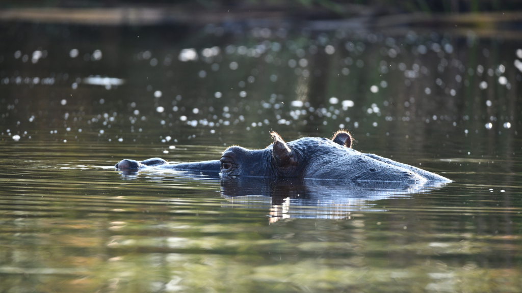 Hippo in the water at Chobe National Park