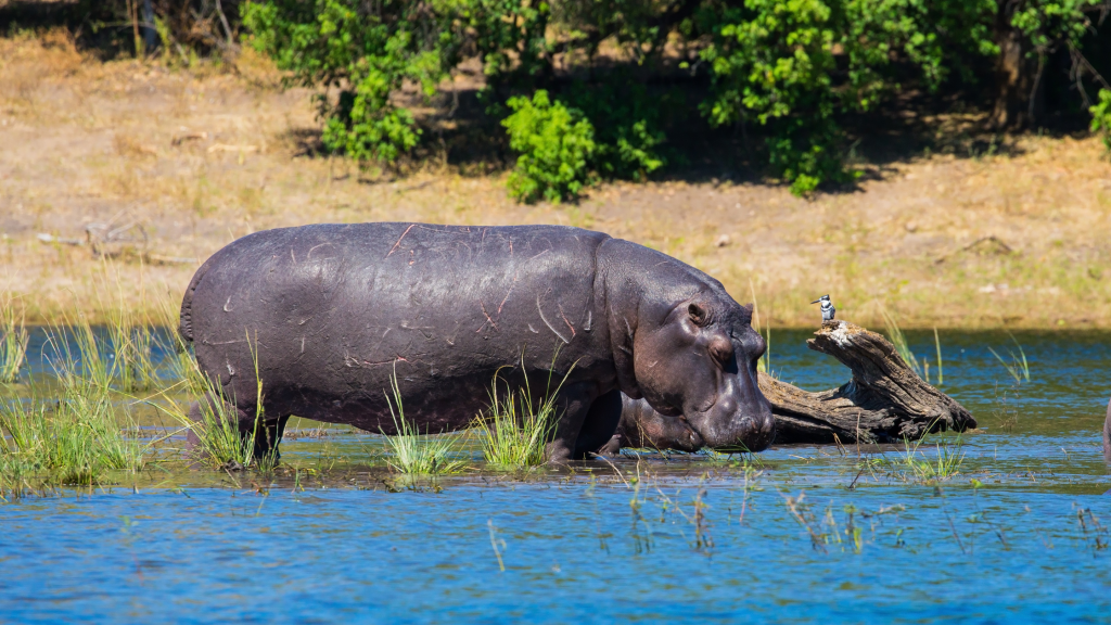 Hippo in water