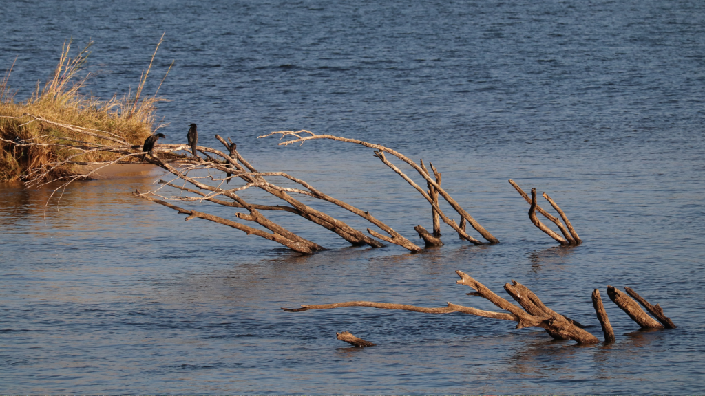 Birds perched on partially submerged, weathered tree branches extending from the water near a grassy patch. The scene creates a serene, natural setting against the backdrop of rippling blue water.