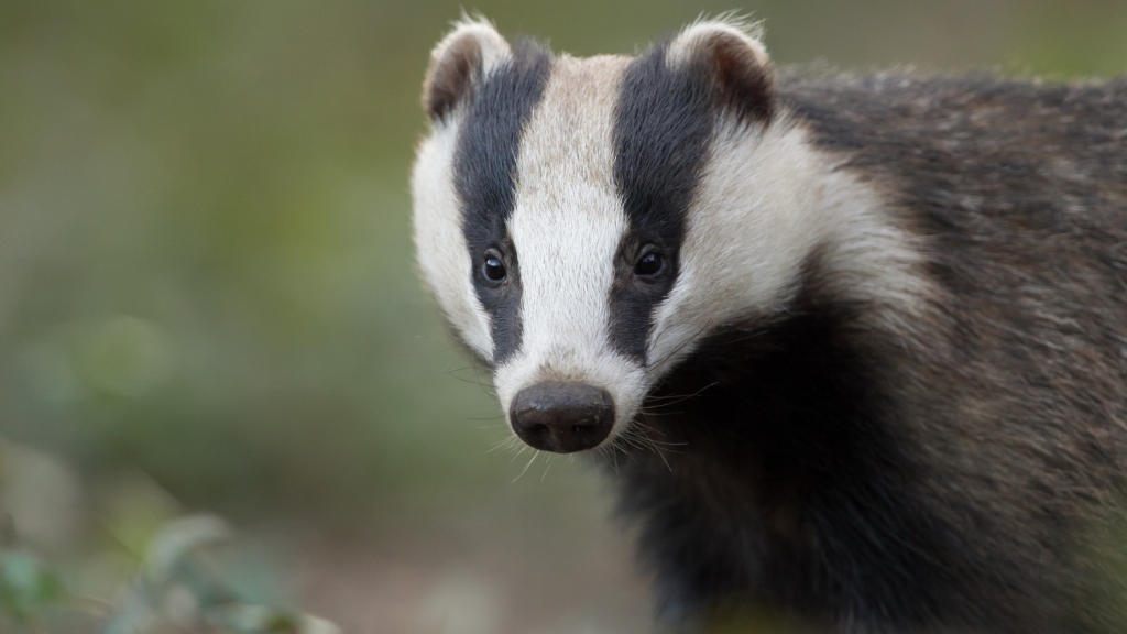 Black and white badger