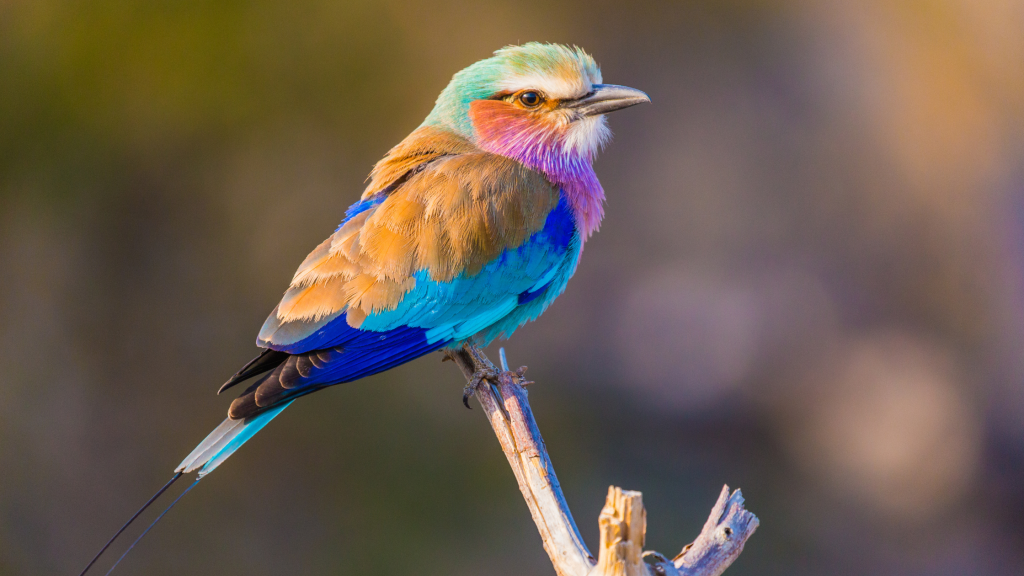 Lilac-breasted Roller