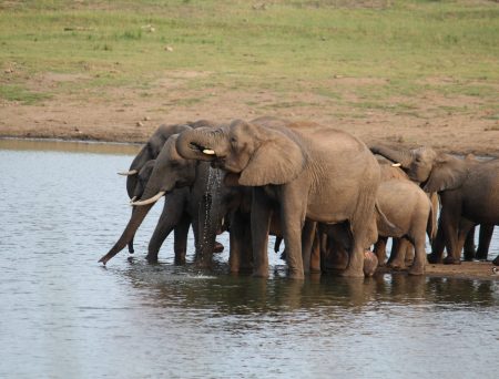 Elephant family Kruger