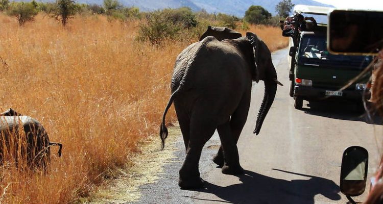 Pilanesberg National Park Safari Open Vehicle-Africa Moja Tours